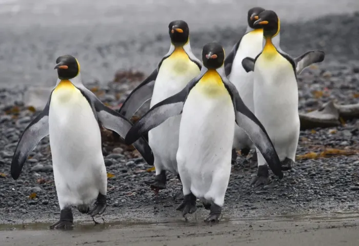 Framed Print : Four King Penguins walking on beach Framed Print : Four King Penguins walking on beach