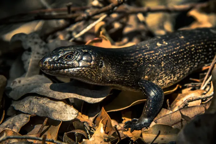 Framed Print : King Skink