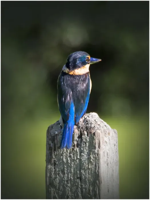 Framed Print : Kingfisher resting, Lord Howe Island