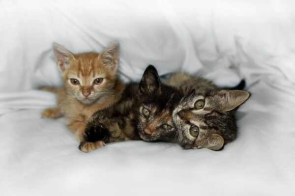 Kittens on bed