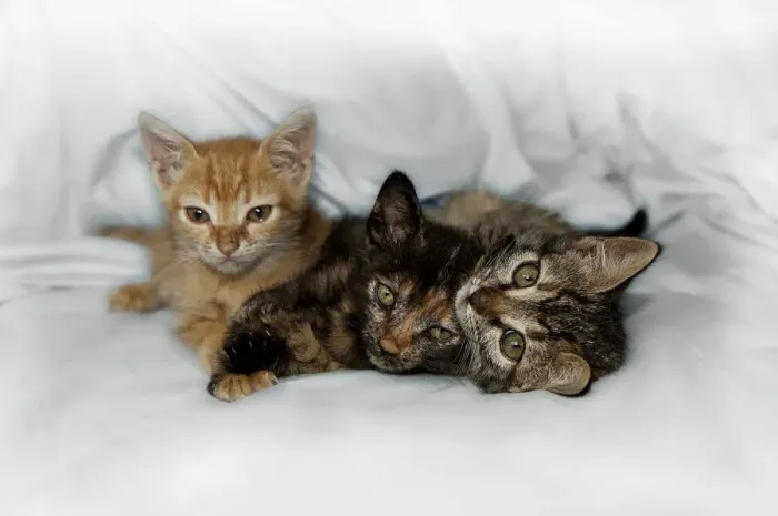 Framed Print : Kittens on bed