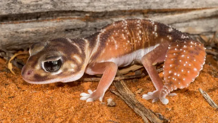Framed Print : Knob-tailed Gecko