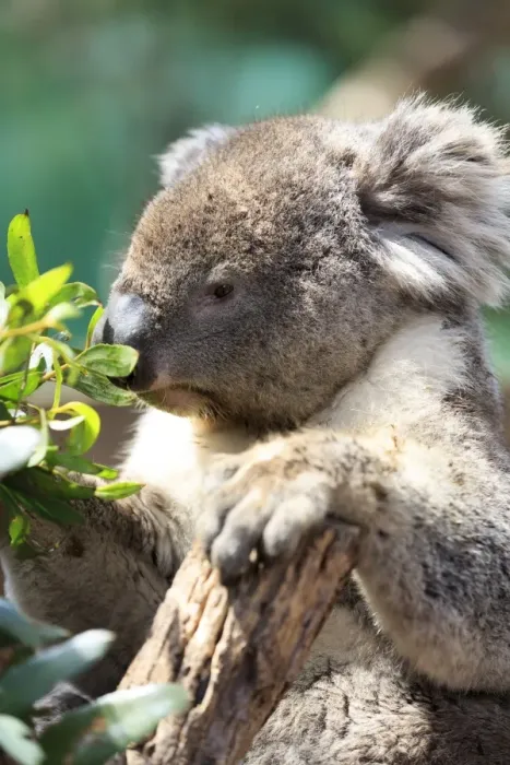 Framed Print : Koala, Australia Framed Print : Koala, Australia
