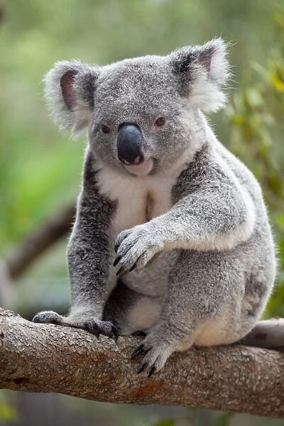 Koala at the Australia Zoo near Brisbane