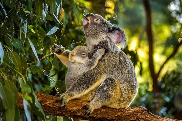 Koala with a baby in Queensland