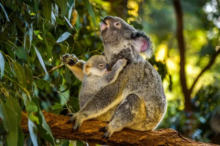 Framed Print : Koala with a baby in Queensland