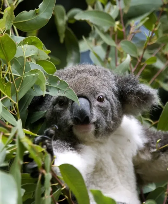 Framed Print : Koala bear Framed Print : Koala bear