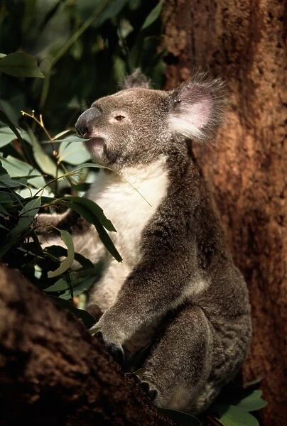 Koala bear (Phascolarctos cinereus), captive, eating leaf
