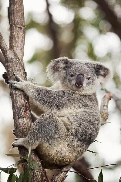 a koala bear (phascolarctos cinereus) in a tree