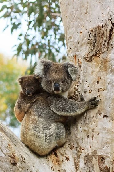 Koala with cub on a eucalyptus tree