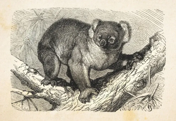 Framed Print : Koala in Eucalyptus tree in Australia 1881