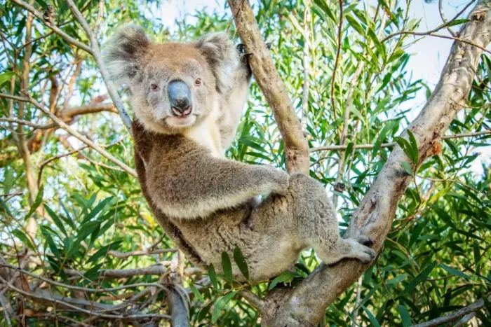 Framed Print : Koala in a gum tree Framed Print : Koala in a gum tree