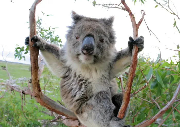 Framed Print : Koala in a gum tree Framed Print : Koala in a gum tree