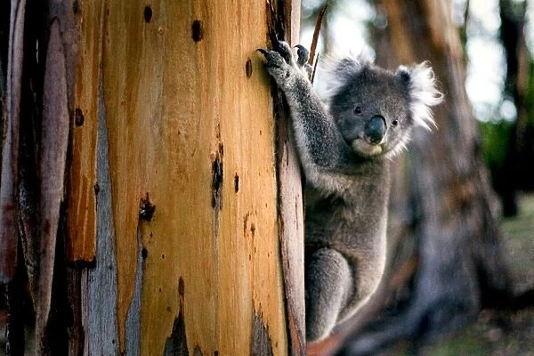 Koala, gum tree