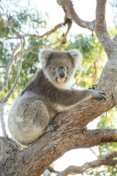 Koala on a gum tree