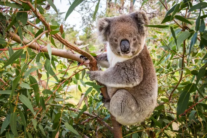 Framed Print : Koala in a gum tree. Eyre Peninsula. Australia