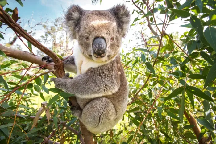Framed Print : Koala in a gum tree. South Australia Framed Print : Koala in a gum tree. South Australia