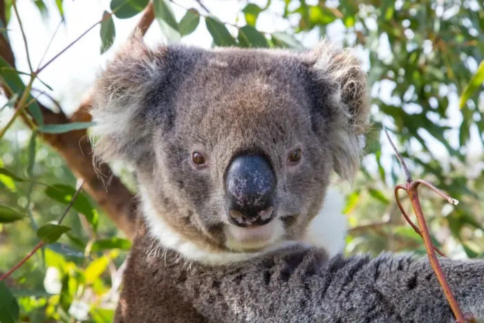 Framed Print : Koala in a gum tree. South Australia Framed Print : Koala in a gum tree. South Australia