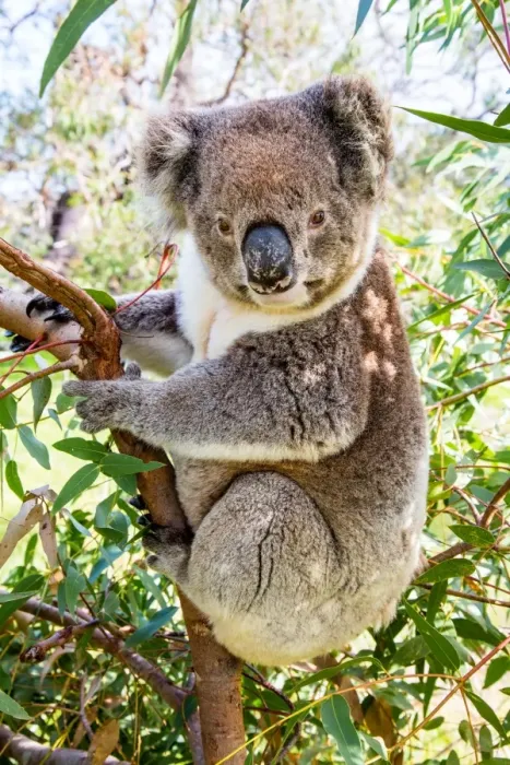 Framed Print : Koala in a gum tree. South Australia Framed Print : Koala in a gum tree. South Australia