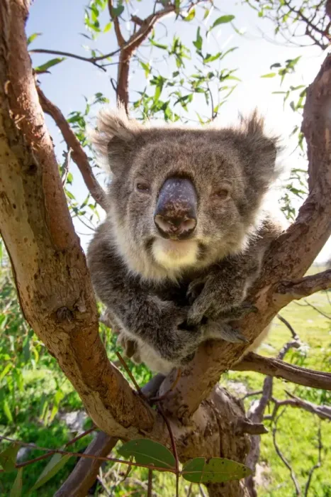 Framed Print : Koala in a gum tree. South Australia Framed Print : Koala in a gum tree. South Australia