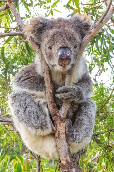 Framed Print : Koala in a gum tree. South Australia Framed Print : Koala in a gum tree. South Australia
