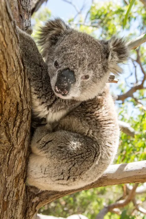 Framed Print : Koala in a gum tree. South Australia Framed Print : Koala in a gum tree. South Australia