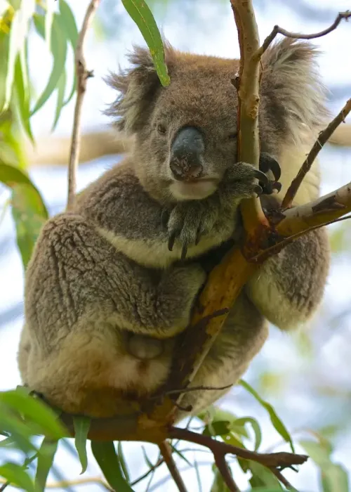 Framed Print : Koala, I m trying to sleep