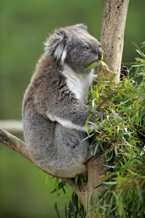 Framed Print : Koala -Phascolarctos cinereus-, adult on tree, feeding, Victoria, Australia