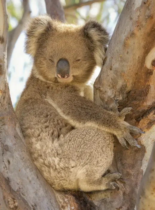 Framed Print : Koala (Phascolarctos cinereus)