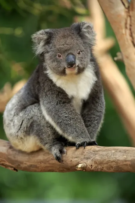 Framed Print : Koala, (Phascolarctos cinereus)