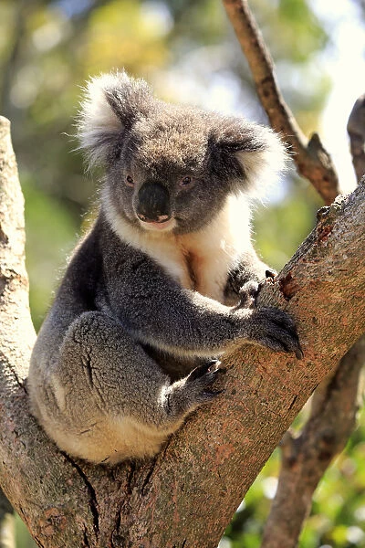 Koala, (Phascolarctos cinereus)
