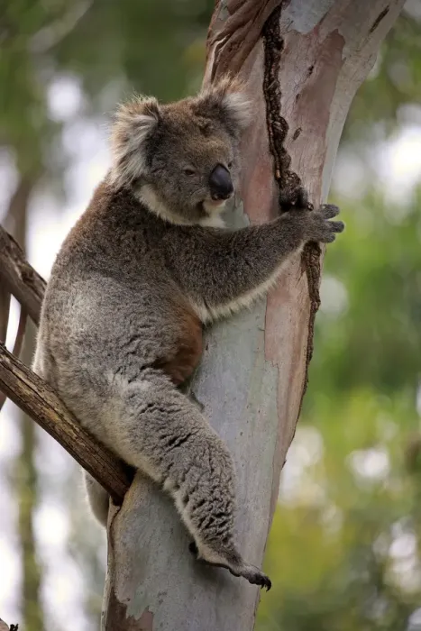 Framed Print : Koala, (Phascolarctos cinereus)