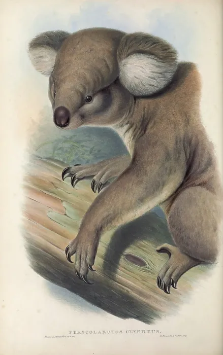Framed Print : koala (Phascolarctos cinereus) Framed Print : koala (Phascolarctos cinereus)