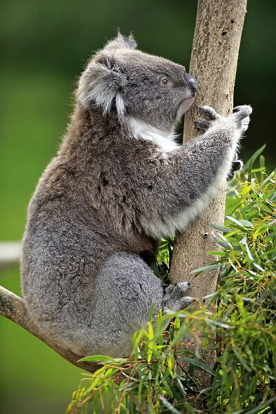 Koala -Phascolarctos cinereus-, adult on tree, Victoria, Australia