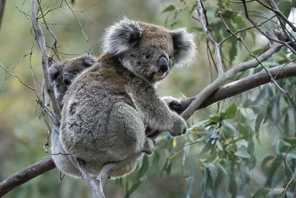 Koala (Phascolarctos cinereus) with baby in Gum Tree, Victoria, Australia
