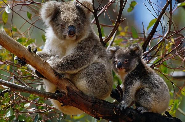 Koala (Phascolarctos cinereus) and young