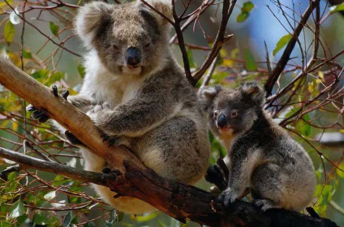 Framed Print : Koala (Phascolarctos cinereus) and young Framed Print : Koala (Phascolarctos cinereus) and young
