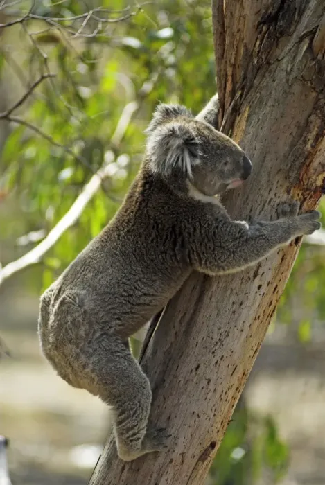 Framed Print : Koala on Philipp Island, State of Victoria, Australia