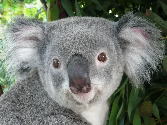 Framed Print : Koala Portrait Framed Print : Koala Portrait