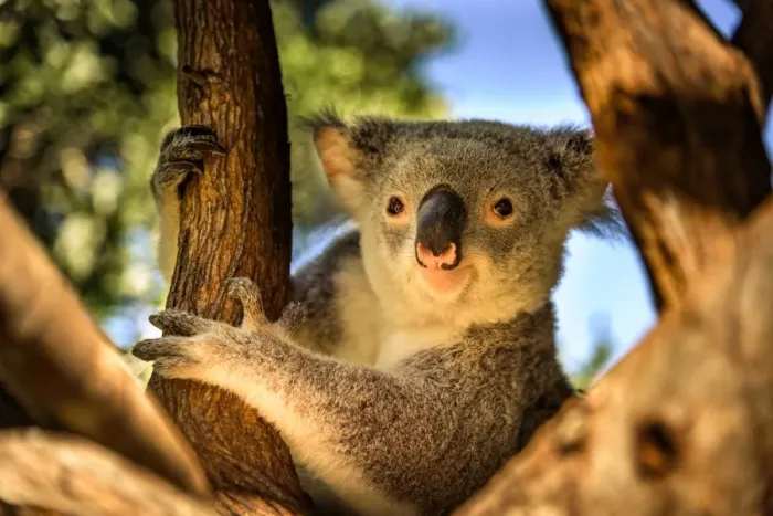 Framed Print : Koala Portrait