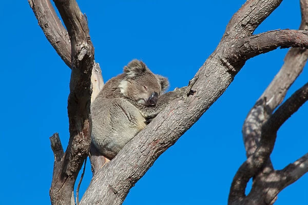 Koala sleeping in tree, Australia