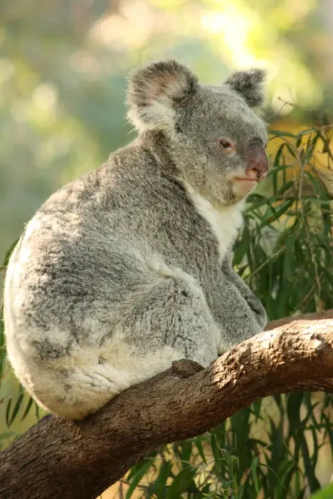 Framed Print : Koala On Tree Framed Print : Koala On Tree