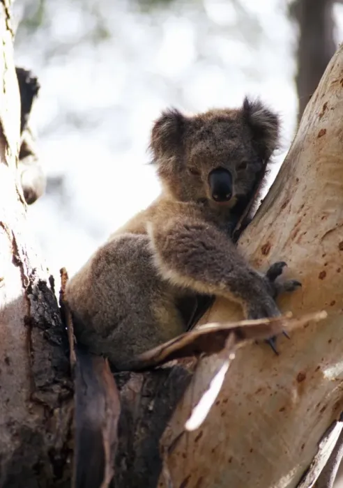 Framed Print : A koala in a tree