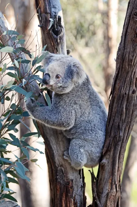 Framed Print : Koala in tree Framed Print : Koala in tree