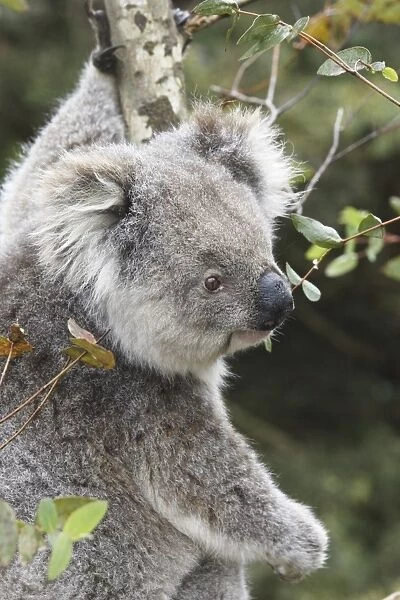 Koala in tree, Kangaroo Island, Phascolarctos cinereus, Australia