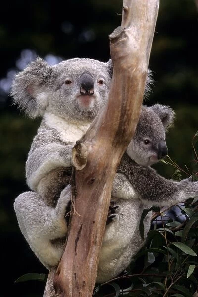 Koalas, Southern Australia