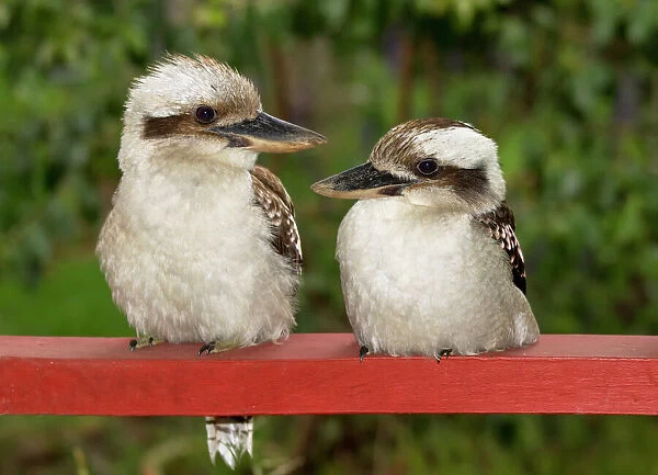 Kookaburra Couple. Two Australian Kookaburras perched on a railing