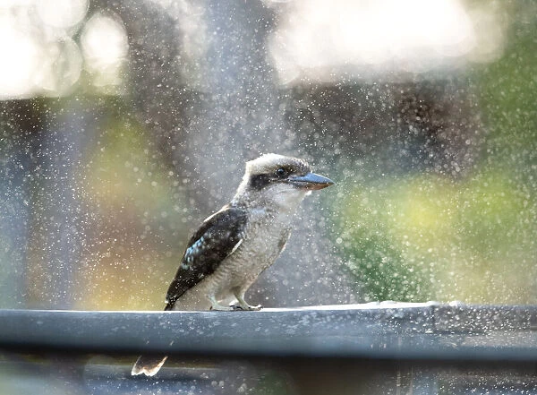 Kookaburra enjoying a sprinkler spray on a hot day