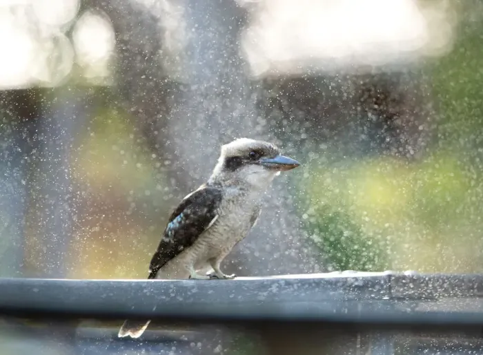 Framed Print : Kookaburra enjoying a sprinkler spray on a hot day Framed Print : Kookaburra enjoying a sprinkler spray on a hot day