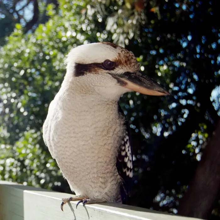 Framed Print : Kookaburra with head turned to the side Framed Print : Kookaburra with head turned to the side